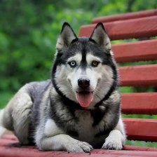 Схема вышивки «HASCY»