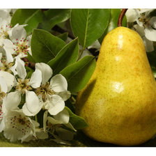 Схема вышивки «Груши»