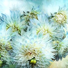 Схема вышивки «Нежность хризантем (ДМС)»