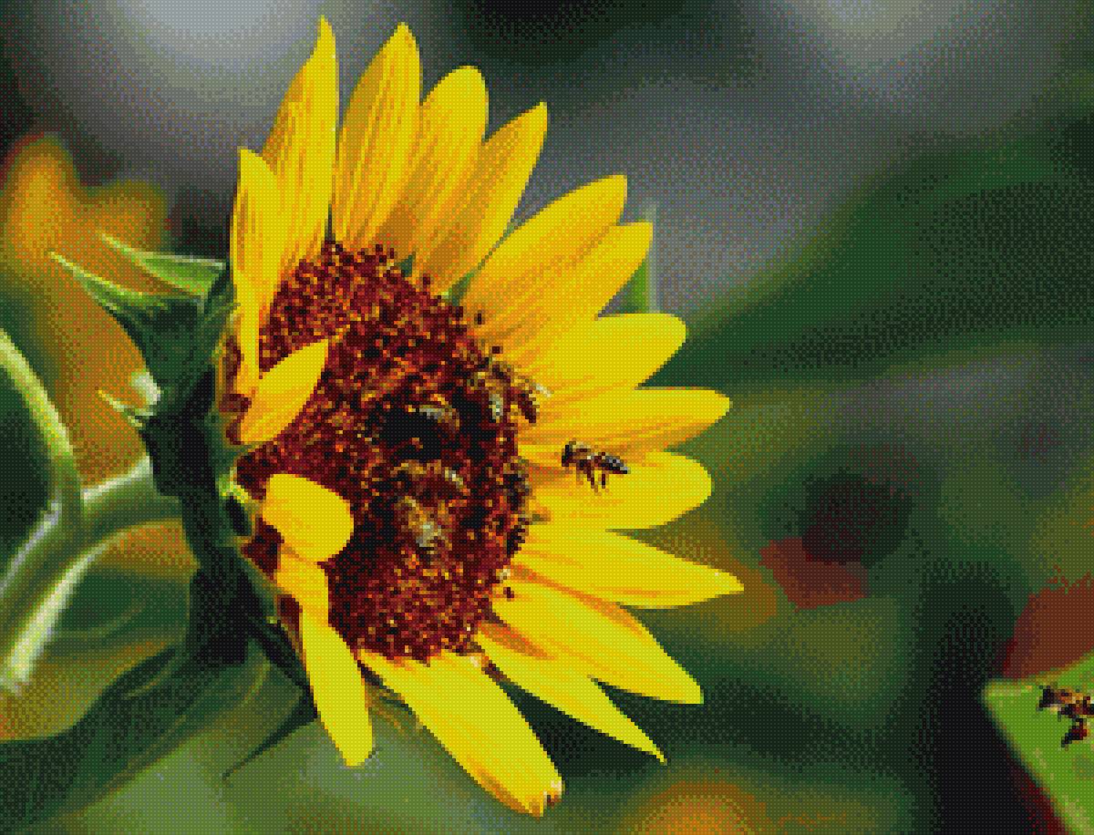 Подсолнух с пчелами - предпросмотр