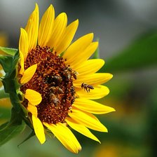 Схема вышивки «Подсолнух с пчелами»