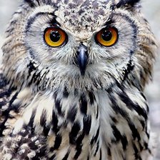 Схема вышивки «Сова»