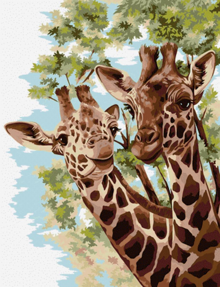 Жирафы - художники - предпросмотр