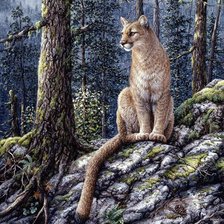 Пума. Джефф Тифт