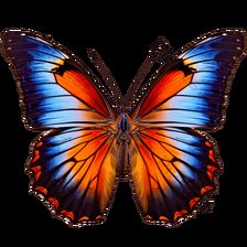 Схема вышивки «Bướm»