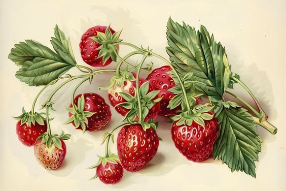 Земляника - ягоды, земляника - оригинал