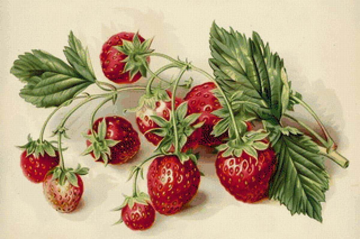 Земляника - земляника, ягоды - предпросмотр