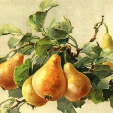 Схема вышивки «ветка груши»