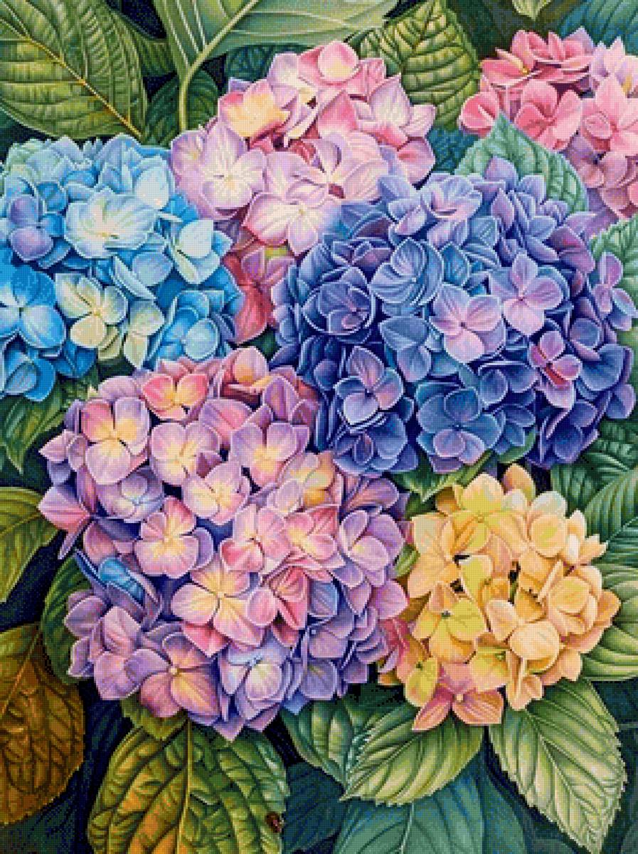 гортензия - предпросмотр