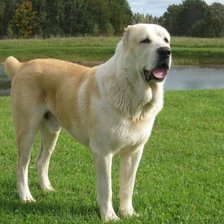 Схема вышивки «Алабай отредактированное»