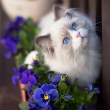 Схема вышивки «Кошечка»