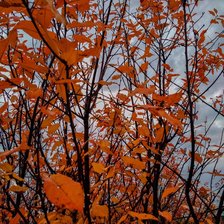 Схема вышивки «Осенняя вишня»