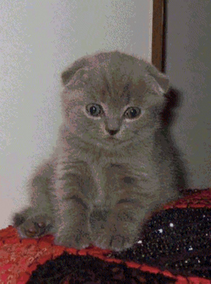 Степашка. - котенок, кот, британец вислоухий. - предпросмотр