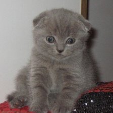 Схема вышивки «Степашка.»