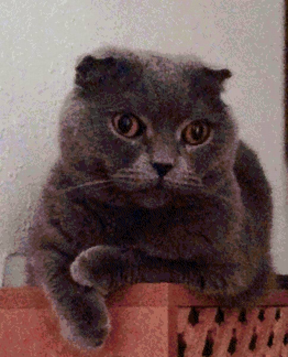 Степашка - кот, британец вислоухий., котенок - предпросмотр