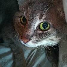 Схема вышивки «Кицуна»