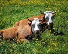 Схема вышивки «корова на лугу»