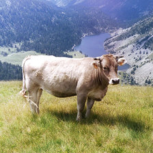 Схема вышивки «корова на лугу»
