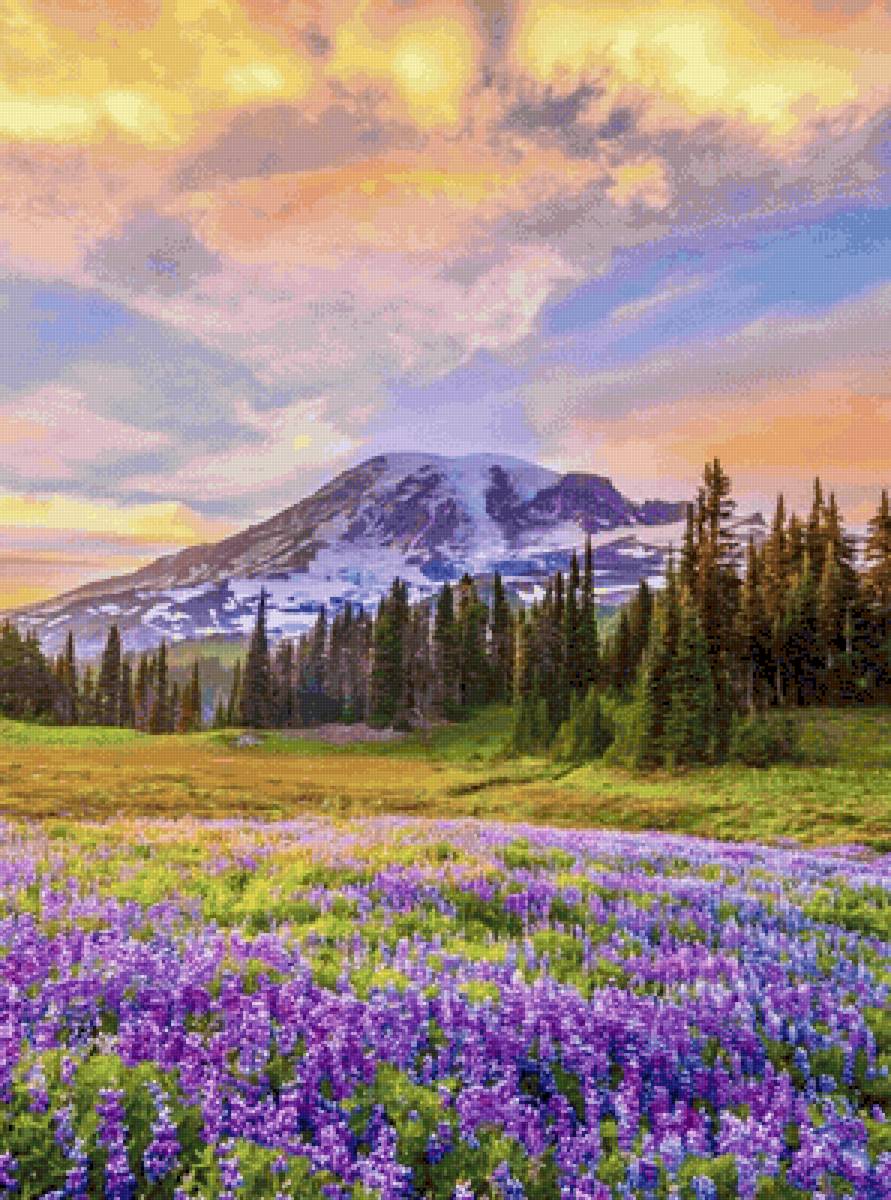 Lavender - lavender - предпросмотр