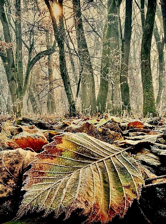 Ноябрь - оригинал