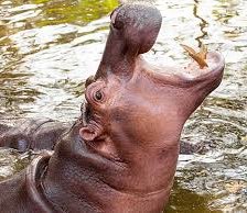 Схема вышивки «бегемот»