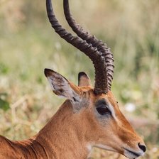 Схема вышивки «антилопа»