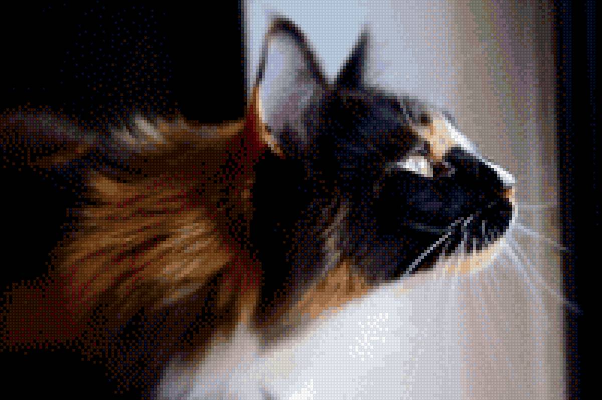 Кошка - кошка, трехцветная кошка - предпросмотр