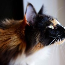 Схема вышивки «Кошка»