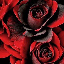 Схема вышивки «Красные розы»