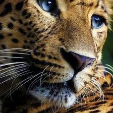 Схема вышивки «лео»