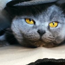 Схема вышивки «Нора»