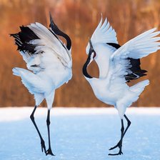 Схема вышивки «Танец птиц»