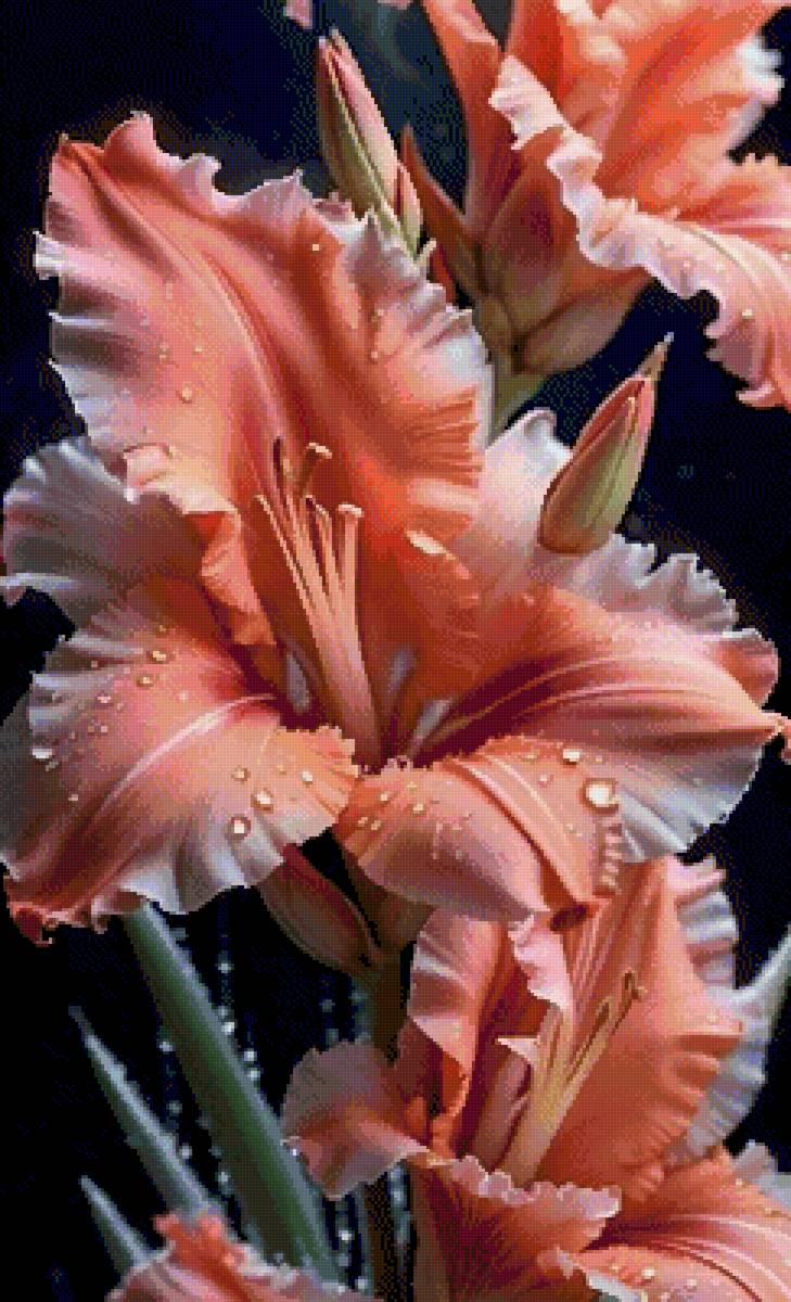 lilia - предпросмотр