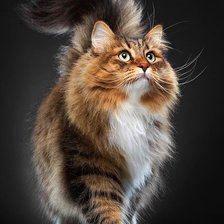 Схема вышивки «Кот»