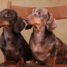 Схема вышивки «верные друзья»