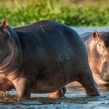 Схема вышивки «бегимоты»