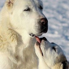 Схема вышивки «собаки»
