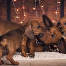 Схема вышивки «игра такс»