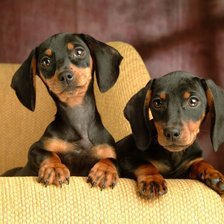 Схема вышивки «таксы»