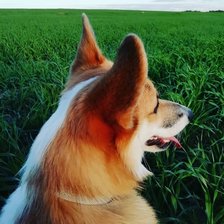 Схема вышивки «Корги Алиса DMC»