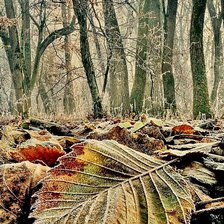 Схема вышивки «ноябрь»