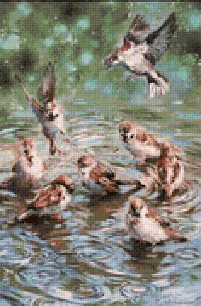 воробьи у воды - птицы - предпросмотр