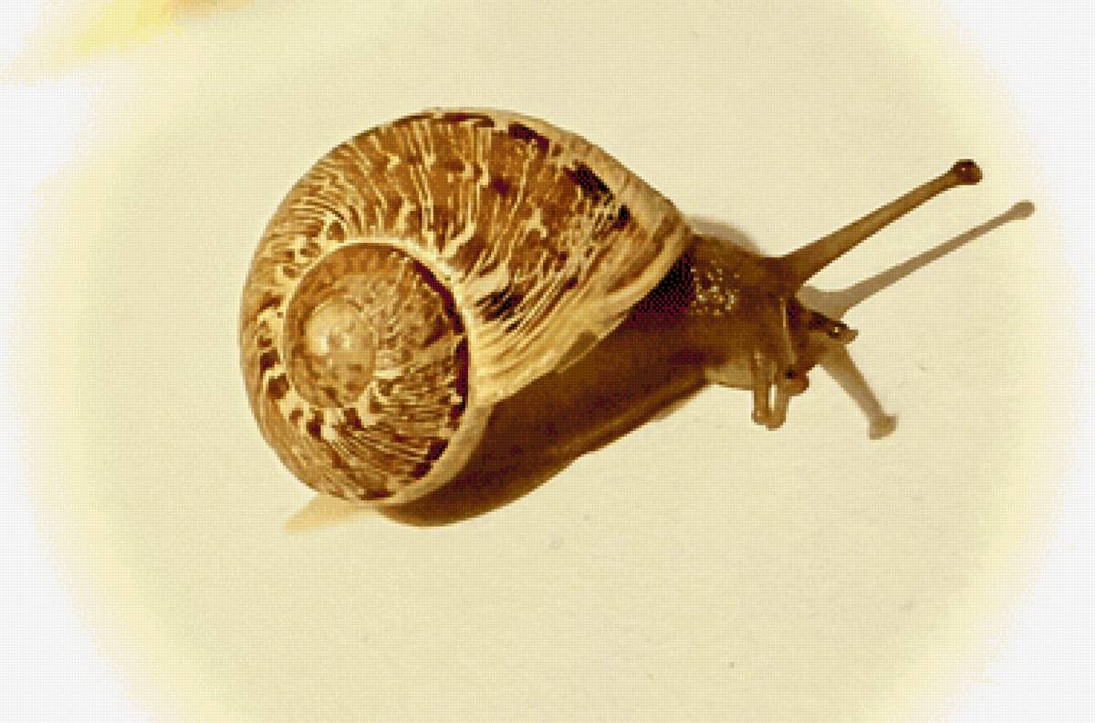 Улитка - предпросмотр