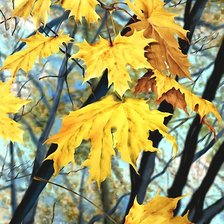 Схема вышивки «Осенние листья»