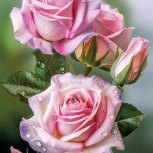 Схема вышивки «розы»