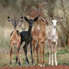 Схема вышивки «лесные друзья»
