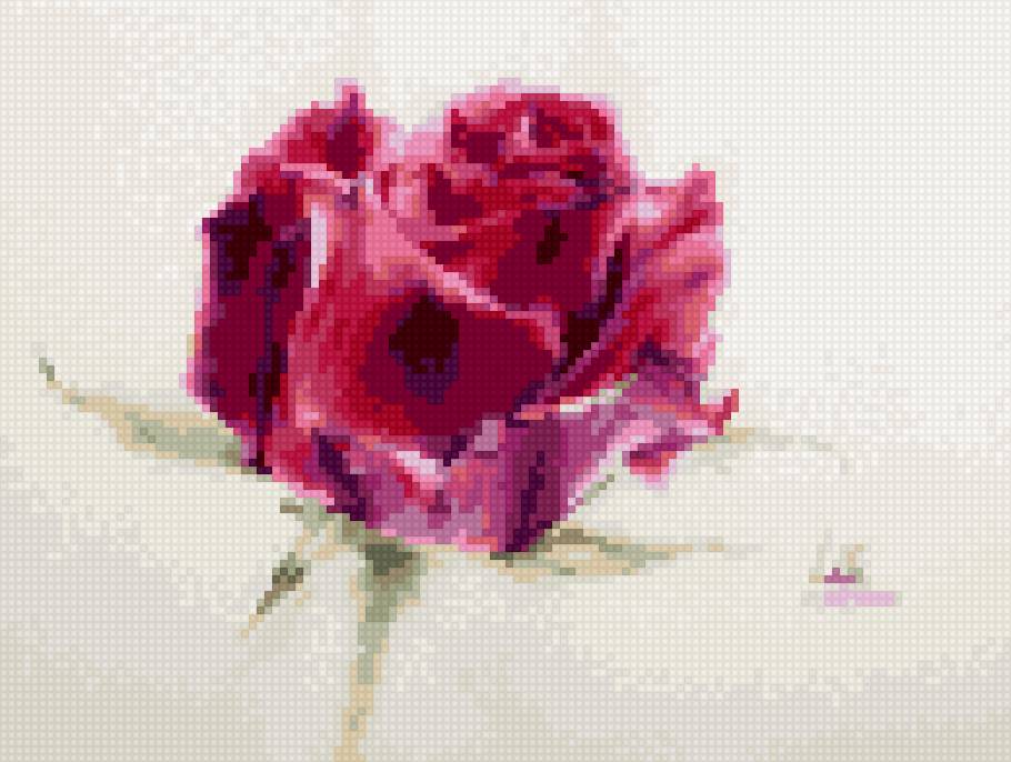 Ла фе - цветы розы - предпросмотр