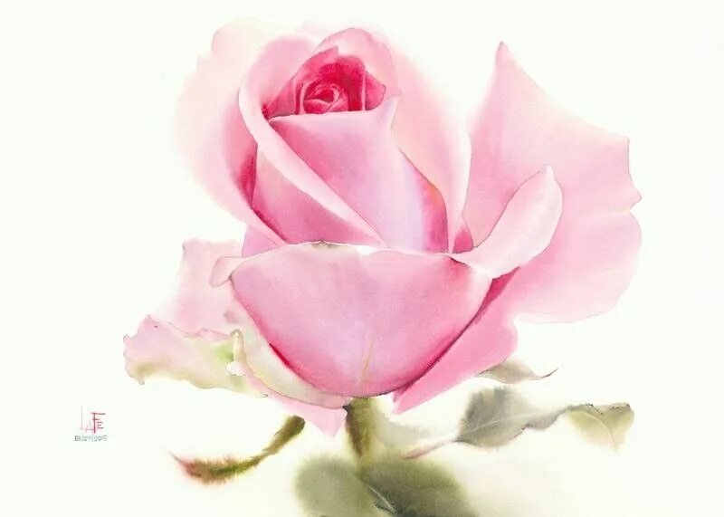 Ла фе - цветы розы - оригинал