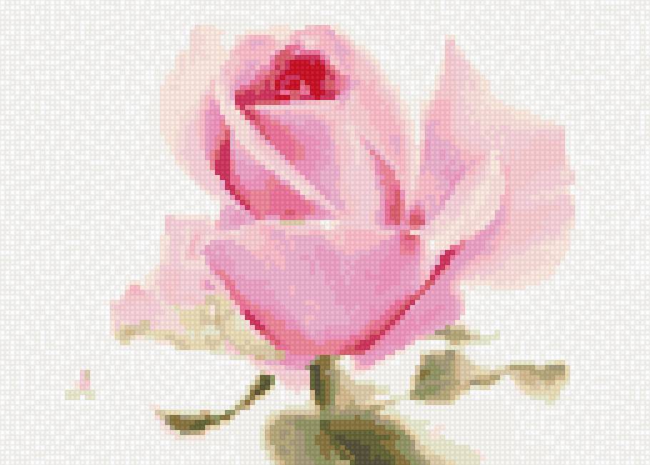 Ла фе - цветы розы - предпросмотр