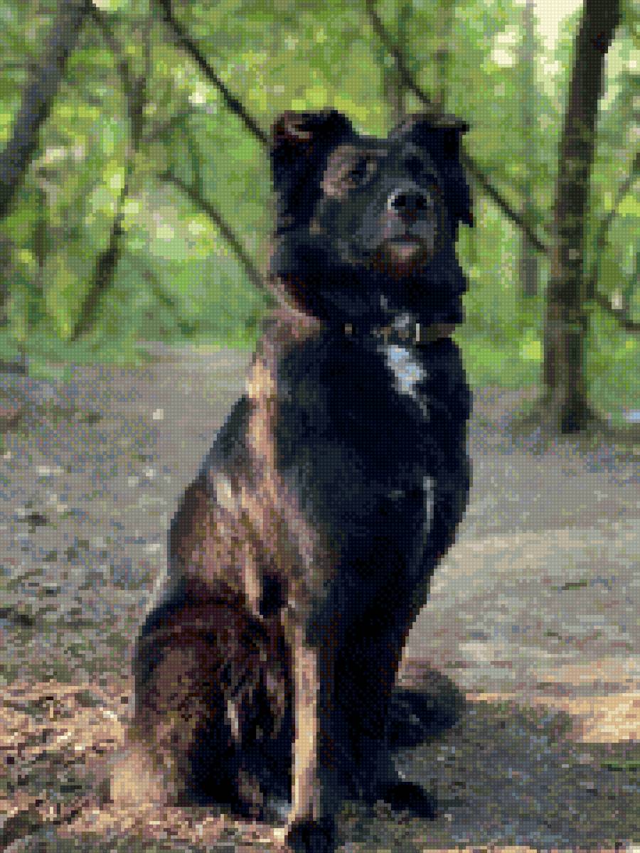 Джесси - лес, черная собака - предпросмотр